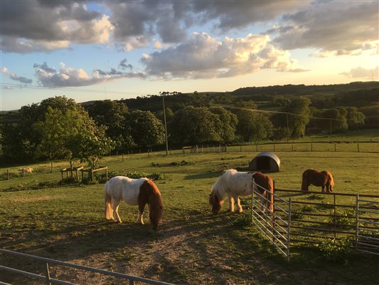 Shetland Ponies